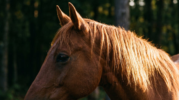 Cavalos