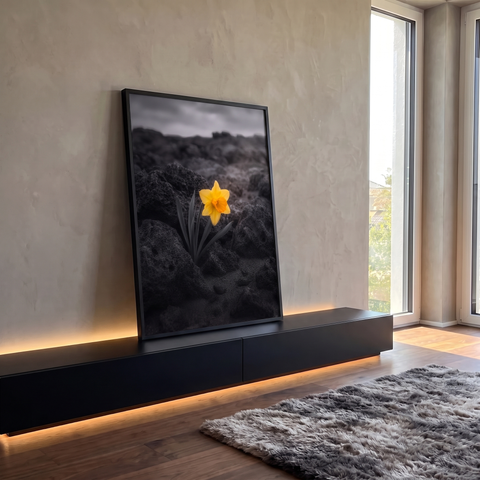 Narciso amarelo solitário entre rochas vulcânicas pretas sob céu nublado, cor seletiva, quadro decorativo