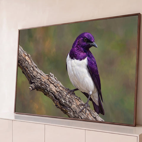 Pássaro de plumagem roxa iridescente e peito branco pousado em galho seco com fundo verde desfocado, quadro decorativo