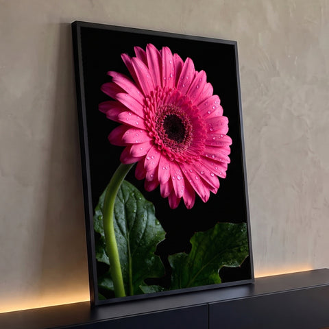Gerbera rosa com gotas de água e folhas verdes em fundo preto, quadro decorativo