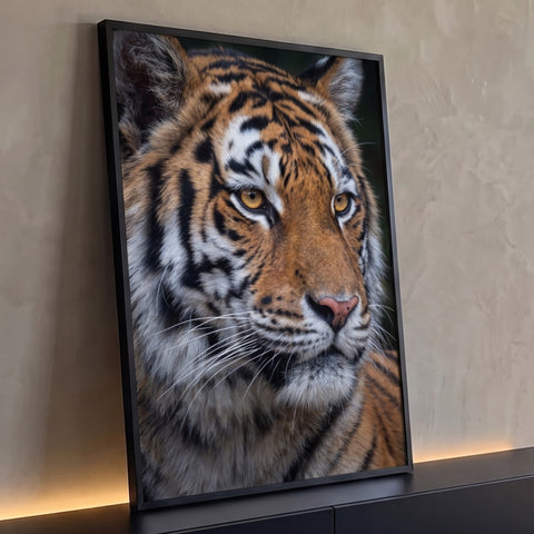 Fotografia de tigre siberiano em close com olhos âmbar, pelagem laranja e listras pretas, quadro decorativo
