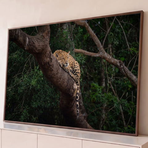 Onça-pintada deitada em galho de árvore na floresta verde escura, fotografia, quadro decorativo