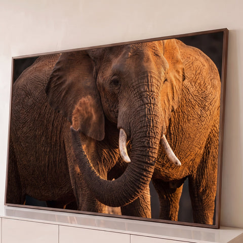 Elefante africano em close com presas de marfim, tromba curvada e poeira na luz dourada, quadro decorativo