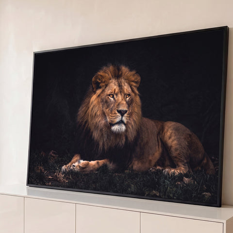 Leão de juba castanha deitado na grama, olhar âmbar e fundo escuro, fotografia quadro decorativo