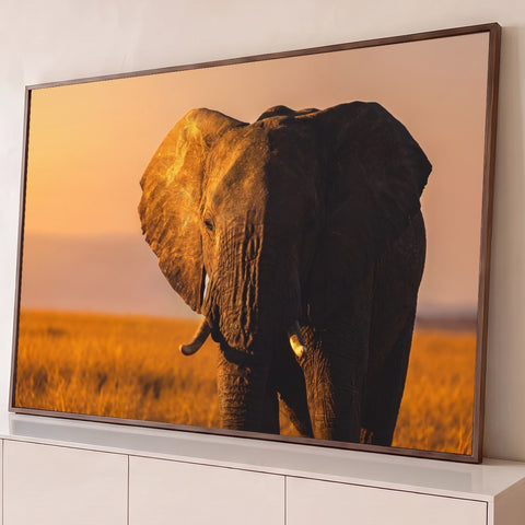Elefante africano de frente na savana, orelha iluminada pela luz dourada do pôr do sol, quadro decorativo