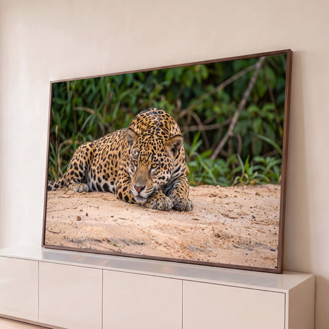 Onça-pintada deitada na areia clara, de olhar fixo e intenso, com mata verde ao fundo, quadro decorativo