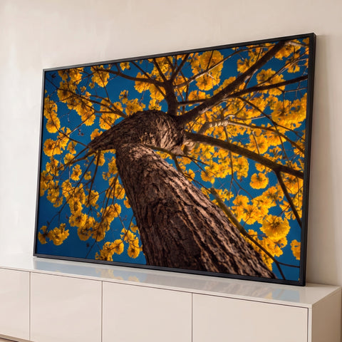 Ipê amarelo florido visto de baixo, tronco marrom e flores contra céu azul intenso, quadro decorativo