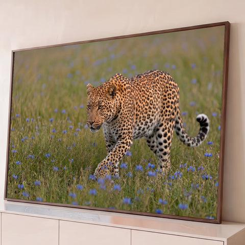 Leopardo caminhando em campo verde com pequenas flores azuis, fotografia realista de vida selvagem, quadro decorativo