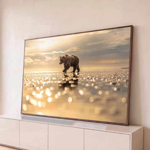 Urso pardo caminhando sobre a água rasa ao pôr do sol com reflexos dourados em bokeh, quadro decorativo