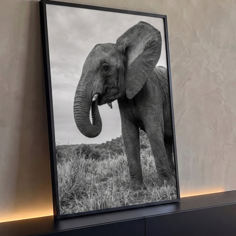Elefante africano de orelha aberta e tromba enrolada visto de baixo em preto e branco, quadro decorativo