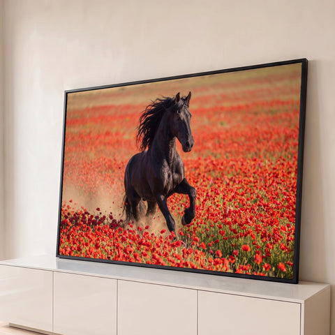 Cavalo frísio negro galopando em campo de papoulas vermelhas com poeira ao fundo, quadro decorativo