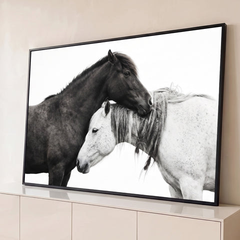 Dois cavalos abraçados, um escuro e um branco malhado, em fotografia sobre fundo branco, quadro decorativo