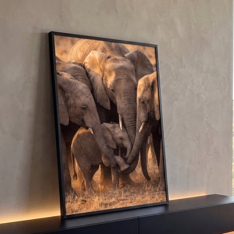 Manada de elefantes envolvendo filhote com as trombas na savana em luz dourada, quadro decorativo