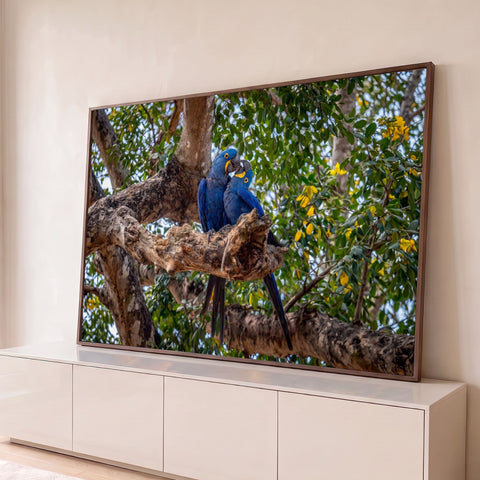 Casal de araras-azuis abraçadas em galho de árvore entre folhagem verde e flores amarelas, quadro decorativo