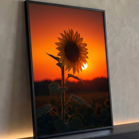 Girassol em silhueta contra o sol poente, céu laranja e campo de girassóis ao fundo, quadro decorativo