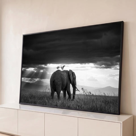 Elefante com duas garças nas costas sob céu escuro e raios de luz na savana, quadro decorativo