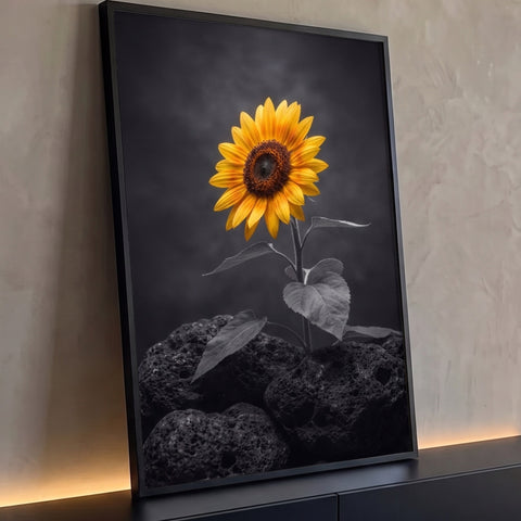 Girassol amarelo brotando entre pedras vulcânicas pretas em fundo cinza escuro, quadro decorativo