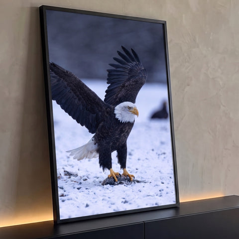 Águia americana de asas abertas pousada sobre peixe na neve, fotografia de natureza, quadro decorativo