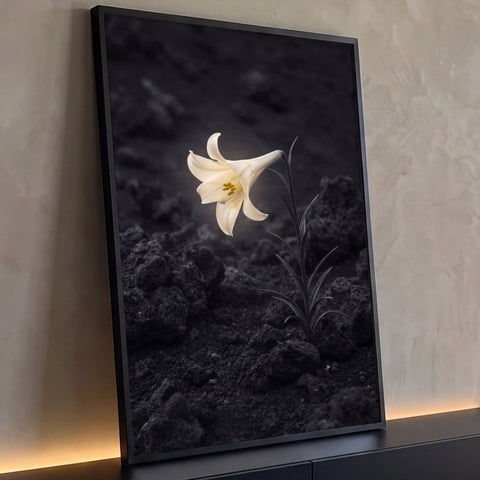 Lírio branco solitário iluminado sobre solo de pedras vulcânicas escuras, quadro decorativo