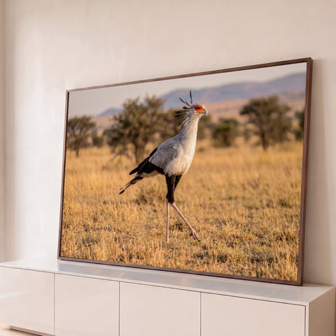 Ave secretária caminhando no capim dourado da savana africana com acácias ao fundo, quadro decorativo