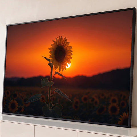 Girassol em contraluz diante do sol poente laranja sobre campo de girassóis, quadro decorativo