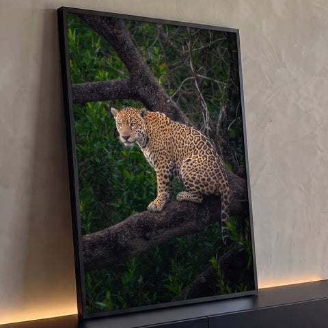 Onça-pintada de olhar atento sentada em galho escuro cercada por folhagem verde da floresta quadro decorativo
