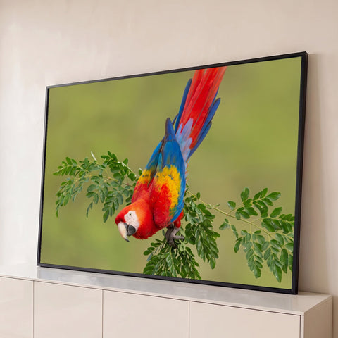 Arara vermelha, azul e amarela de cabeça para baixo em galho com folhas e fundo verde desfocado, quadro decorativo
