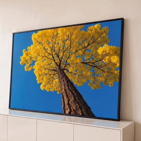 Copa de ipê amarelo florido vista de baixo, tronco marcante e céu azul intenso, quadro decorativo