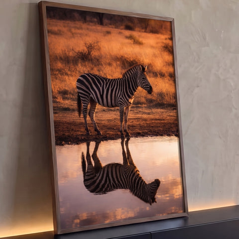 Zebra à beira de lagoa na savana ao pôr do sol com reflexo na água, quadro decorativo