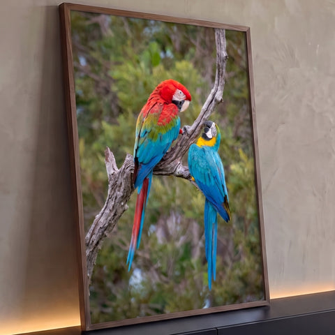 Arara vermelha e arara-canindé azul e amarela pousadas em galho seco com fundo verde, quadro decorativo