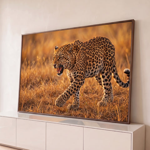 Leopardo de manchas pretas rosnando e caminhando no capim dourado da savana ao entardecer, quadro decorativo
