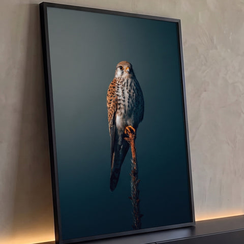 Falcão de penas malhadas pousado em galho seco sobre fundo azul escuro, quadro decorativo