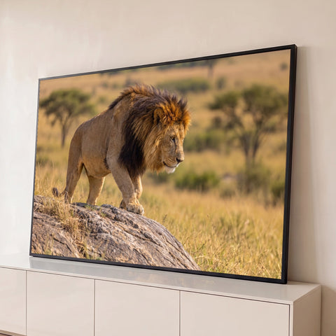 Leão africano de juba negra descendo de uma rocha na savana dourada ao entardecer, quadro decorativo