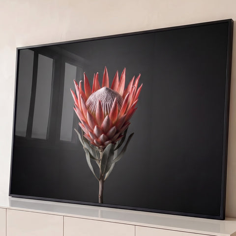 Flor protea-rei em tons de rosa e coral com folhas verde-acinzentadas sobre fundo cinza escuro, quadro decorativo