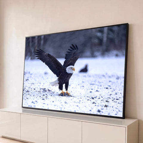 Águia-de-cabeça-branca de asas abertas pousando sobre a neve com floresta ao fundo, quadro decorativo