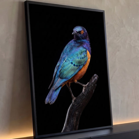 Pássaro estorninho azul, verde e laranja pousado em galho seco sobre fundo preto, quadro decorativo