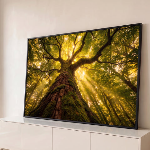Árvore gigante com tronco coberto de musgo vista de baixo, raios de sol entre a copa verde, quadro decorativo