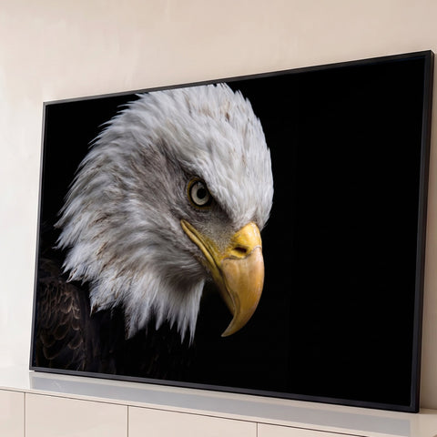 Close de águia careca de perfil com penas brancas eriçadas e bico amarelo sobre fundo preto, quadro decorativo