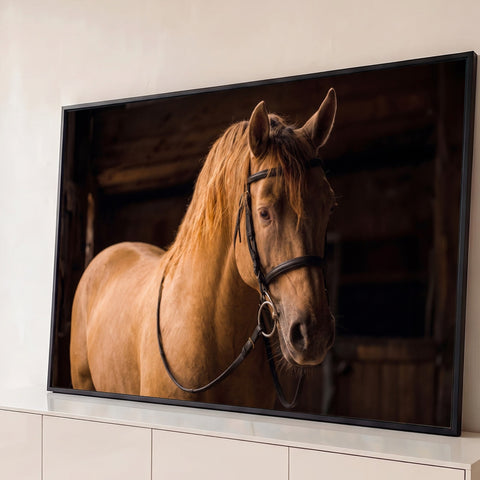 Cavalo palomino de crina dourada com rédea de couro preto em estábulo escuro, quadro decorativo