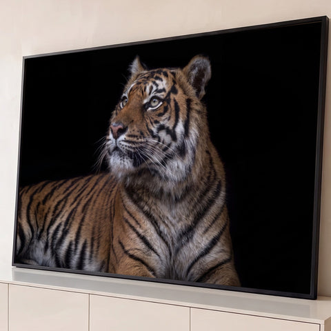 Tigre deitado com olhar altivo para o alto, listras laranja e fundo preto, fotografia quadro decorativo