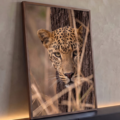 Leopardo de olhos verdes espreitando atrás de tronco entre capim seco, fotografia, quadro decorativo