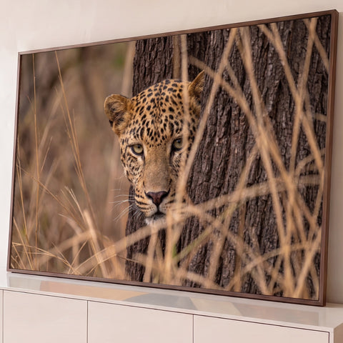 Leopardo espiando atrás de tronco entre capim seco, olhar intenso em tons terrosos, quadro decorativo