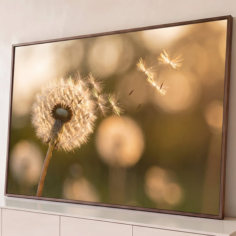 Quadro Decorativo Grande Flores Dente de Leão para Sala | quadros decorativos para sala | dente-de-leão branco soltando sementes ao vento com luz dourada e fundo desfocado | Porao dos Quadros