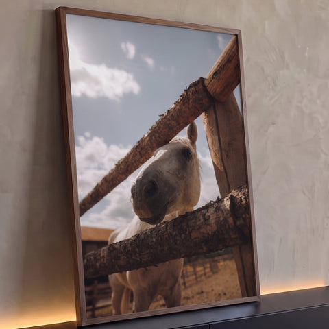 Cavalo branco espiando entre cerca de madeira rústica sob céu azul com sol, quadro decorativo
