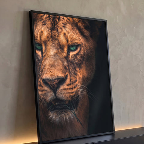 Close de leoa de olhos verdes com capim na boca, pelagem dourada e fundo escuro, quadro decorativo
