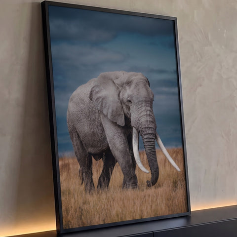 Elefante africano de presas longas na savana dourada sob céu azul tempestuoso, quadro decorativo