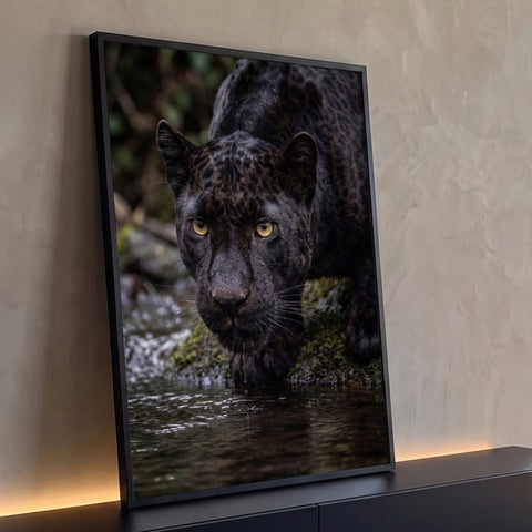 Onça negra de olhos amarelos bebendo água à beira do rio, pelagem molhada e musgo verde, quadro decorativo