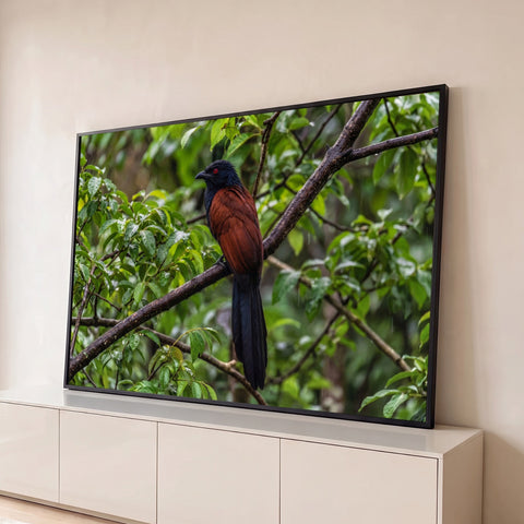 Pássaro cucal de olho vermelho e penas castanhas pousado em galho na mata verde, quadro decorativo