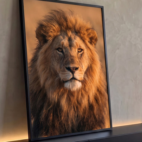 Quadro Decorativo Grande Leão com Juba para Sala Dourado | quadros decorativos para sala | leão macho em close com juba dourada e olhar fixo para a câmera | Porao dos Quadros