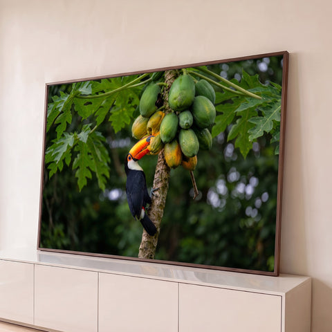 Tucano de bico laranja comendo mamão no mamoeiro entre folhas verdes e fundo desfocado, quadro decorativo